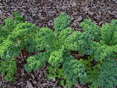 Curly leafed kale in garden