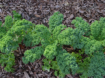 vegetables - Did I cut too much off my kale? - Gardening