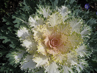 Ornamental kale with white leaves and a rosy center