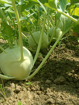 bulbous light green kohlrabi seemingly growing on top of the soil