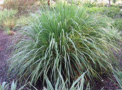 Large ornamental grassy plant
