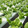 hydroponic lettuce plants