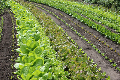 Rows of lettuce in varying stages of size and maturity