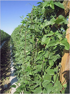 Crop row of vining bean plants