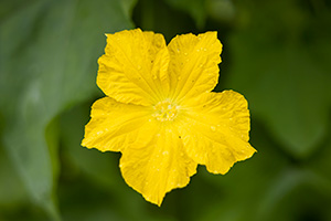 Bright yellow luffa flower