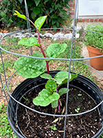 Small plant in caged pot with green leaves and red stem