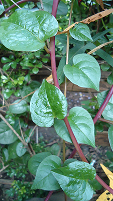 A vine with red stems and green heart-shaped leaves