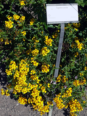 Mexican tarragon in full bloom with bright yellow, marigold-like flowers