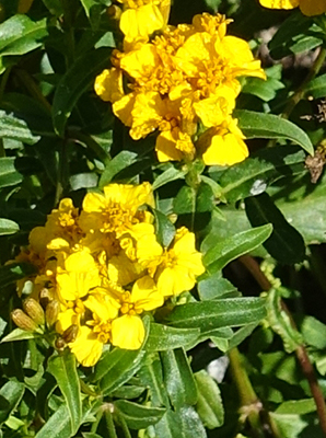 A closer look at the flowers and foliage of Mexican tarragon