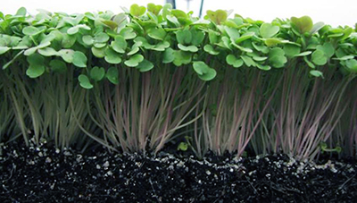 A very close view of baby plants growing in dark soil