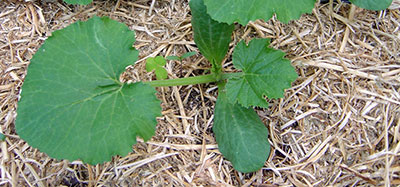 Mulch around a zucchini plant