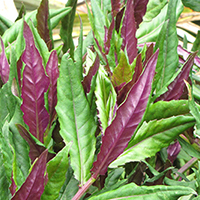Long pointy leaves green on the upper side and purple underneath