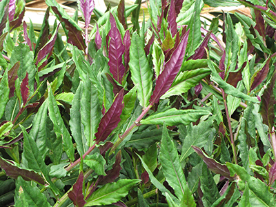 Plant with narrow, edged leaves, some of which are green and are burgandy