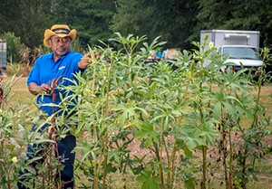 Man harvesting pods off a stand of okra plants