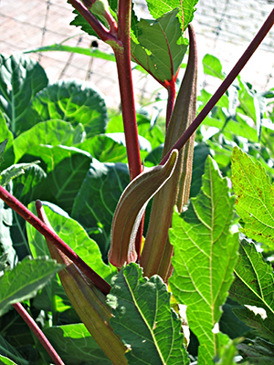 Okra plant with fruit and red stems