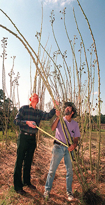 Two men looking up at and measuring wildly tall stalk of okra.