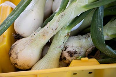 Freshly harvested onions still dirty