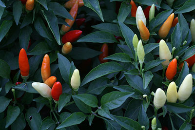 ornamental pepper plant chili