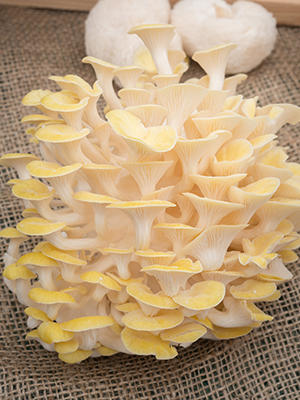 how to grow mushrooms in Florida?