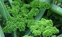Ruffled green leaf of parsley