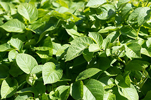 A mass of leafy green potato plants