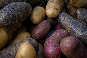 Longer than round potatoes, most of them are purple but a few are tan