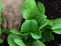 Hand tucking a baby lettuce plant into rich soil