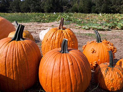 Several harvested pumpkins in front of a pumpkin field