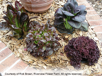 Red leafy plants, photo by Rick Brown of Riverview Flower Farm, all rights reserved