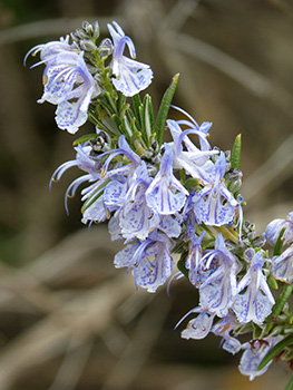 Rosemary, Rosemarinus officinalis – Wisconsin Horticulture