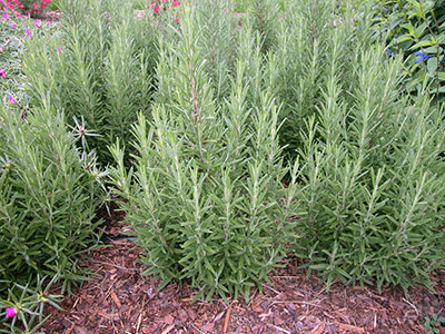 A dense stand of rosemary plants in a landscape bed