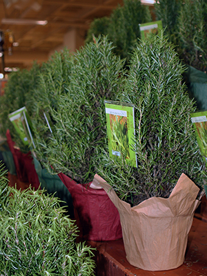 Small rosemary plants in pots on a shelf in nursery