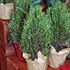 Three small rosemary plants in pots, pruned to resembled tiny Christmas trees