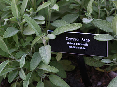 Sage has soft fuzz giving its green leaves a silver cast.