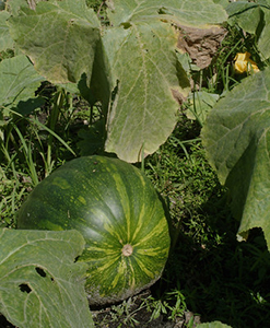 green pumpkin plant