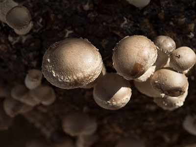 Several cream-tan mushrooms growing on a log