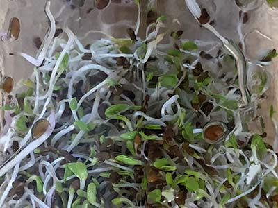 Bean sprouts in a glass jar