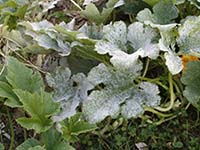 Green squash plant with many leaves covered a white powdery fungus