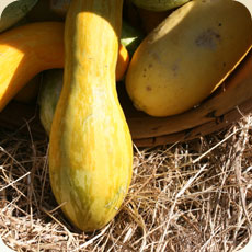 Yellow squash