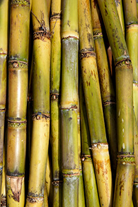 close view of sugarcane