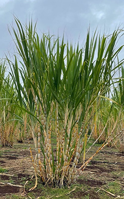 A very tall clump of grassy sugarcane in a field of sugarcane