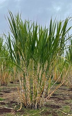 Sugarcane - Gardening Solutions - University of Florida, Institute of