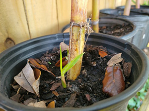 Potted sugarcane showing little sprout at base of a mature cane