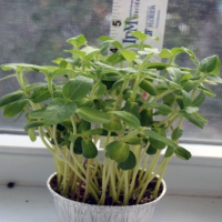 A tiny pot of baby sunflower plants on a windowsill