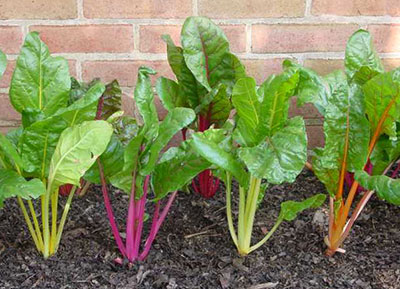 chard swiss plants vegetables eat gardening leaves colorful roots gardeningsolutions ifas ufl