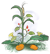 Color drawing of a stalk of corn with a vine curling up it and orange pumpkins below