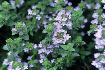 Thyme plant in flower