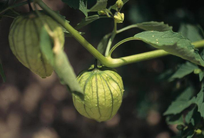 A Tomato is Surrounded by a Paper-like Husk! Tomatillo Yellow 