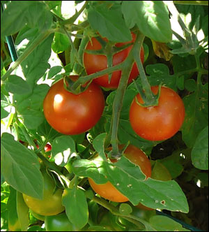 Red tomatoes on the plant