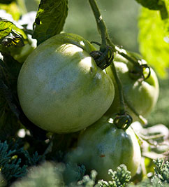 Green tomatoes on the vine